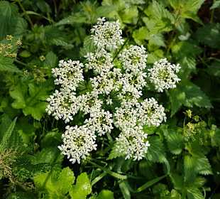 Wandern Schmallenberg