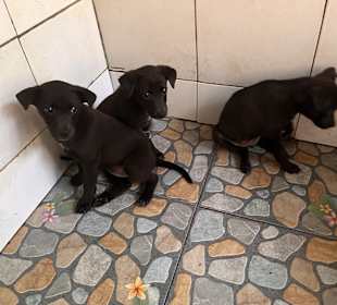 Puppys