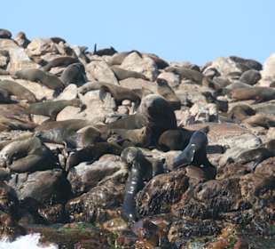 Gansbaai, whale watching