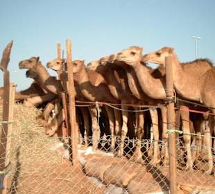 Kamelmarkt nahe der Grenze zum Oman (bei Al Ain)