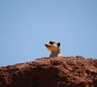 Erdmännchen ganz  oben