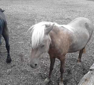 Pony Reiten