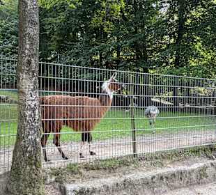 Alsdorf Zoo
