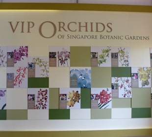 Von Vips gepflanzte Orchideen