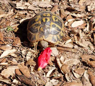 Schildkröte am Weg