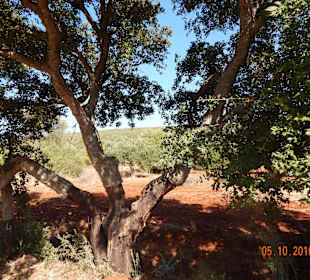 Korkeiche