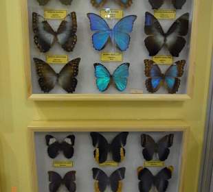 Schmetterlinge aus Südamerika