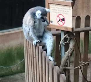 Im Affengehege
