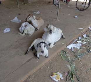 Tiere auf dem  Markt
