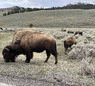 Yellowstone Nationalpark