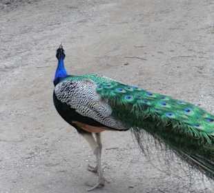 Farbenfroher Pfau