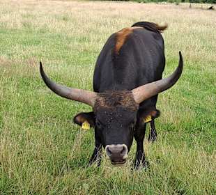 Der Pascha der Rieselfelder.