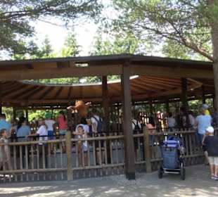 Land der Ritter - Raupenritt