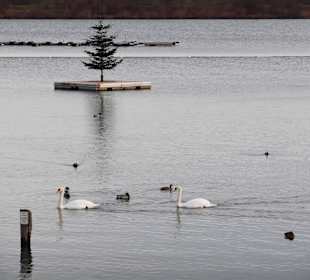 Breitenauer See zu Weihnachten