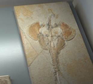 Jura-Museum
