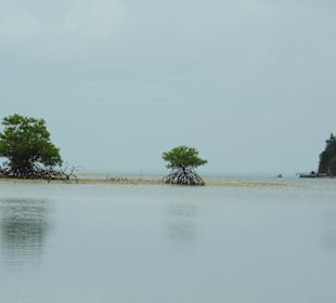 Auf dem Boot durch den Mangrovenwald