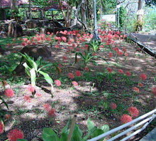 Rang Hill mitten in der Stadt