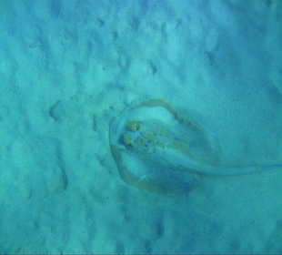 ... Blaupunktrochen ...