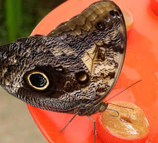 Schmetterlingspark von Benalmádena Mariposario 