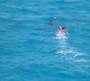 Delfinschwimmen 21.09.