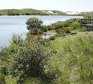 Süsswassersee in den Dünen