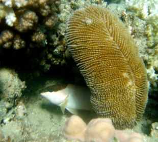 Kapuziner-Zackenbarsch als weiße Variation