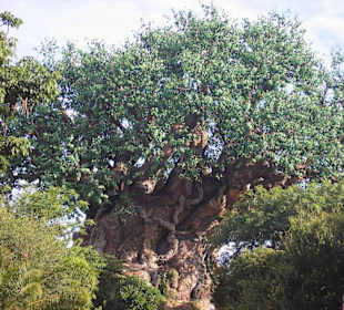 Tree Of Life
