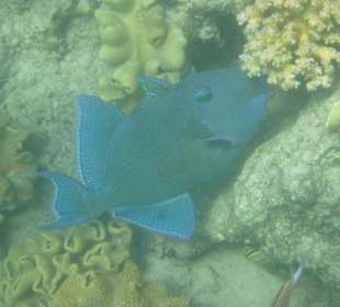 Schnorcheln am kleinen Hausriff