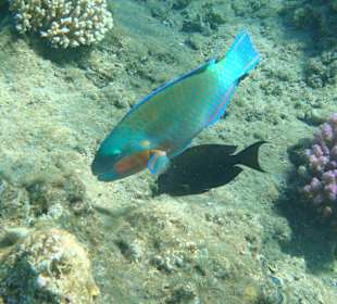 Die Unterwasserwelt in der Bucht