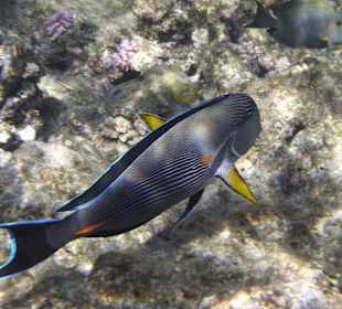 Schnorcheln Marsa Alam