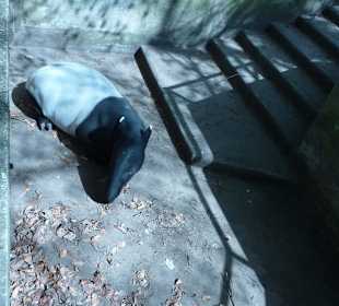 Schabrakentapir