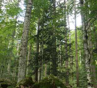 Wunderbarer Märchenwald bei Ruhpolding