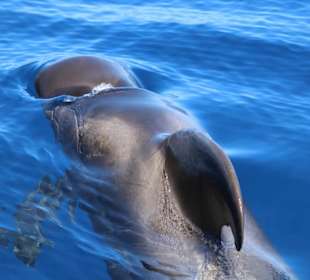 Delfin und Walbeobachtung 3 stündig 