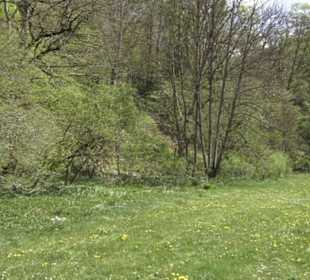 Heuscheuerle - Anhausen