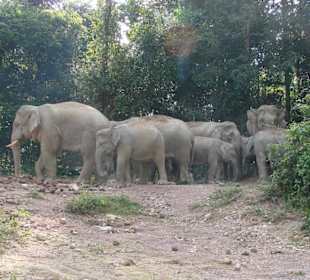 Tagestour,asiatische Elefanten
