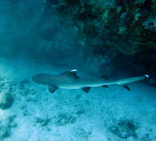 Weißspitzenriffhai beim Schnorcheln