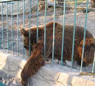 Если б Мишки были пчелами