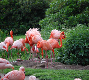 Die Flamingo-Kolonie