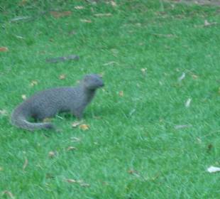 Auch einen Otter haben wir gesehen