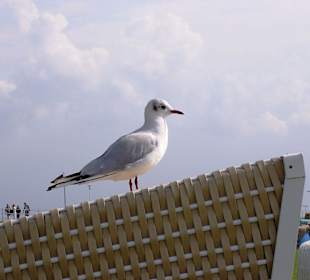 ...und noch ne Möwe