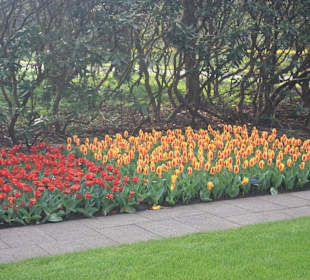 Tulpen im Keukenhof