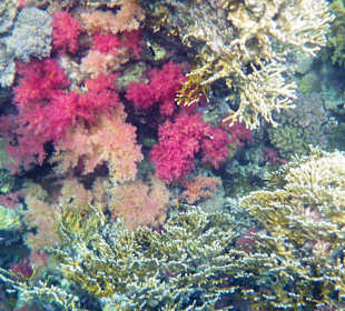 Schnorcheln Lahami 2013