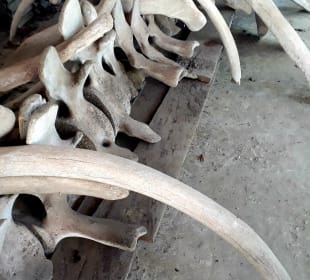 Mnarani Marine Schildkröten Conservation