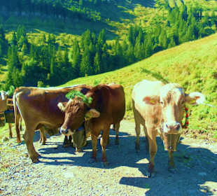 Alpabtrieb / Mellau / Vorarlberg Österreich 
