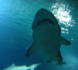 Aquarium L’Oceanogràfic 