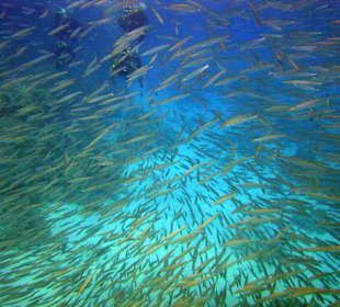 Nurkowanie w ławicy ryb