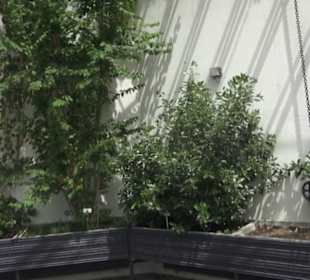 Alter botanischer Garten