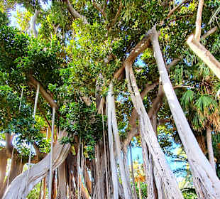 Botanischer Garten Puerto de la Cruz