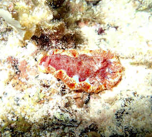 Nacktschnecke Hausriff Bituon Beach 