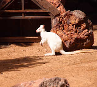 Tiere im Oasis Park Fuerteventura